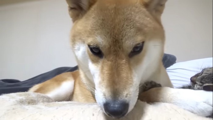 うつむく柴犬