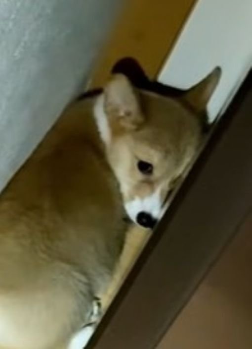 しょんぼり顔
