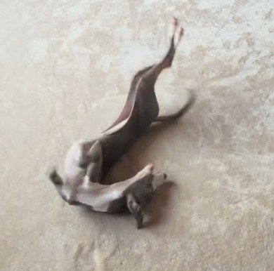 カーペットの上で仰向けになって絶え間なく体を動かす細長い犬