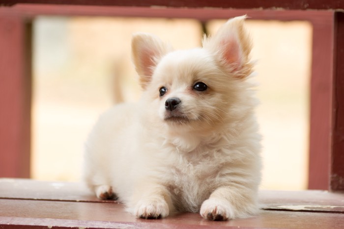 フローリングの上で伏せるポメチワの子犬