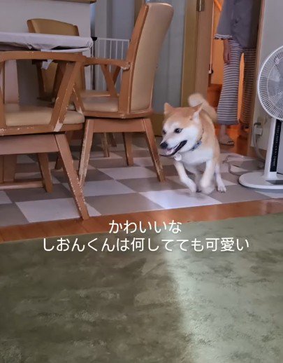 普段は元気いっぱい