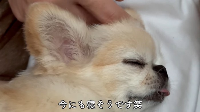 眠そうな薄茶の犬