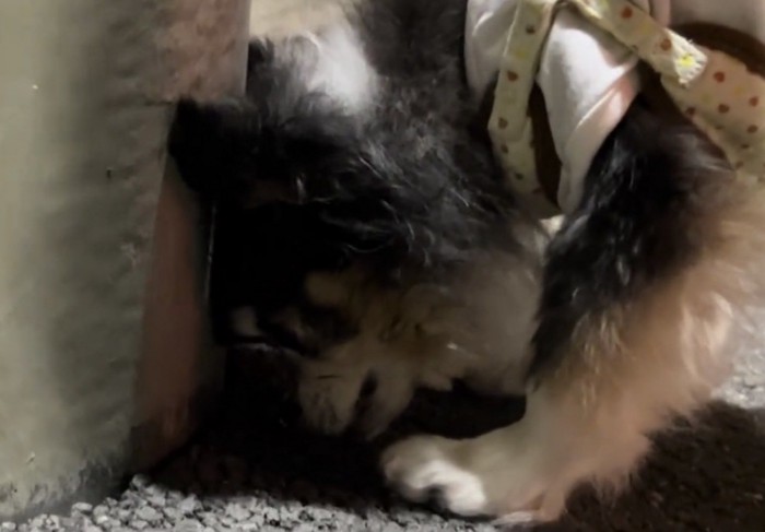 壁に顔を寄せてにおいを嗅ぐ犬