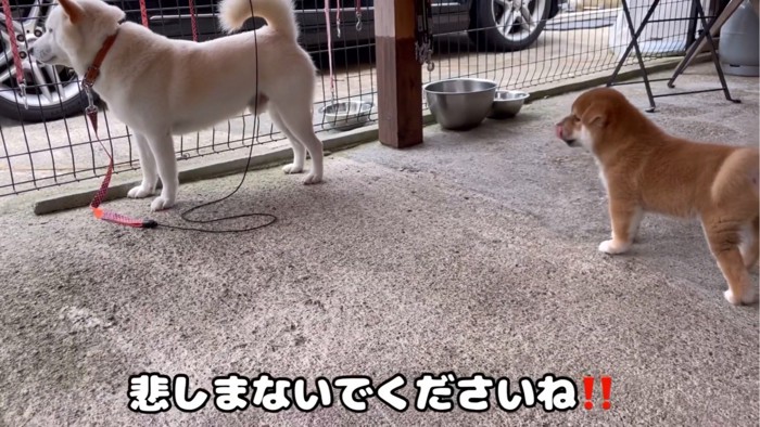 父犬を見つめる子犬