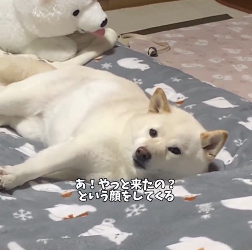 こちらを見上げる犬