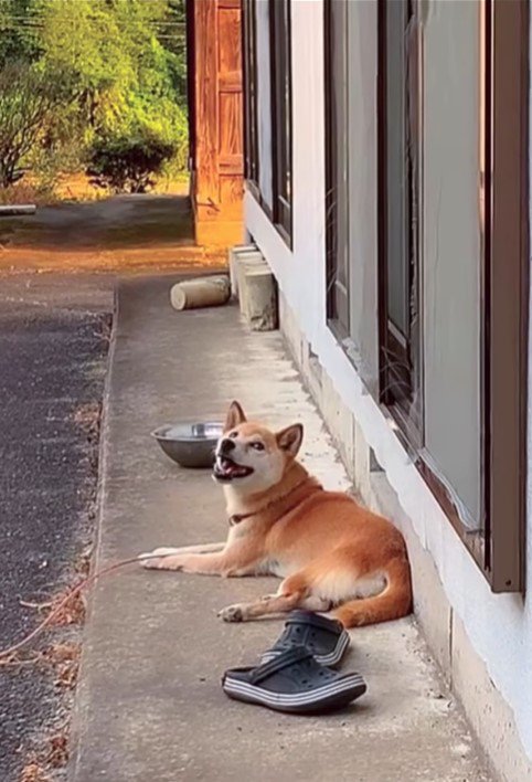 音楽に合わせて歌うコロちゃん9