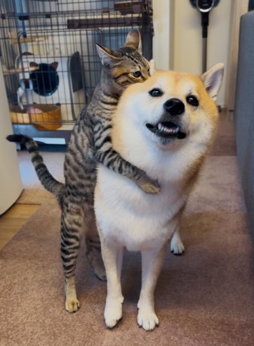 柴犬と保護猫