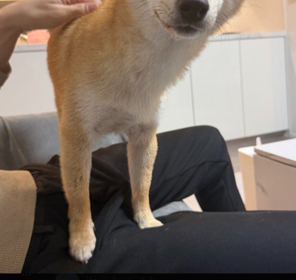 雨の日に出歩くのが苦手な犬