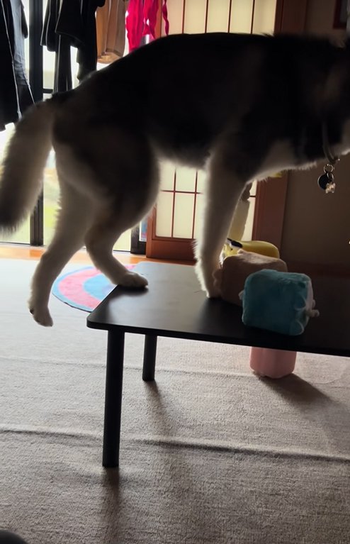 後ろ足を伸ばす大型犬