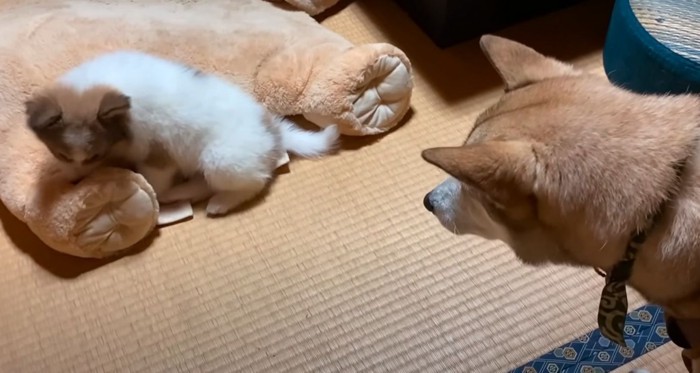 向き合う二匹の犬