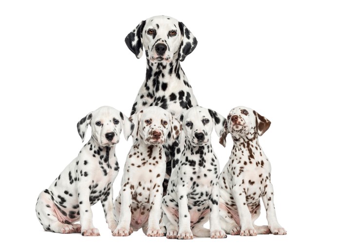 ダルメシアンの母犬と4頭の子犬