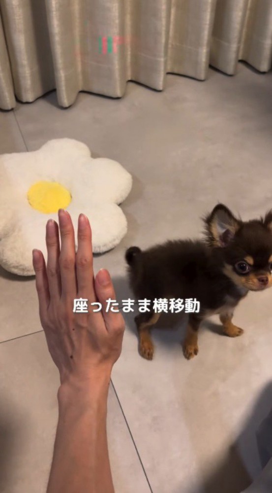 座ったまま横に移動する子犬