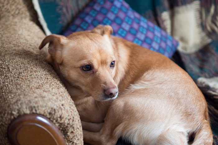 丸まっている茶色い犬