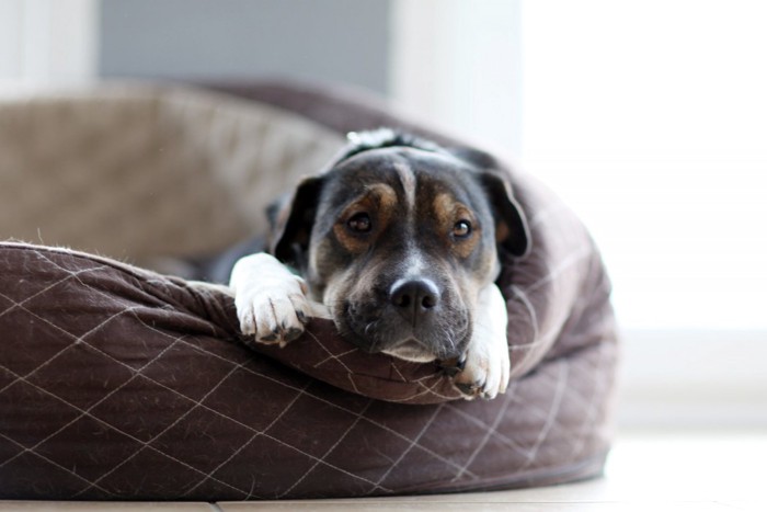 ベットから顔をのぞかせる犬