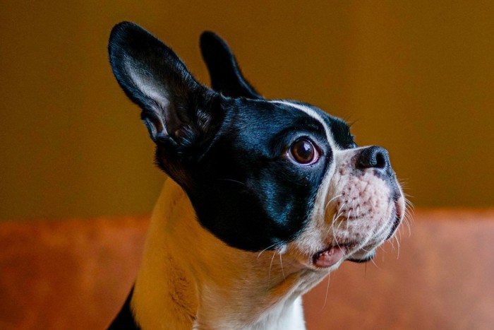 横を向いているテリア