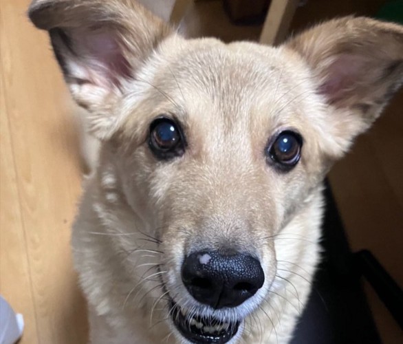 笑って誤魔化す