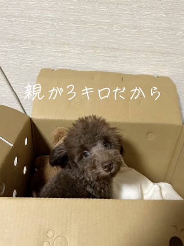 子犬時代の大吉くん