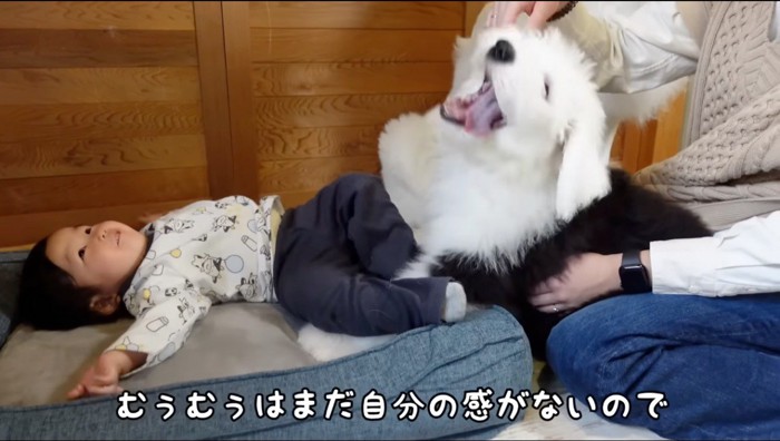 ペット用ベッドに寝転ぶ赤ちゃんと、ペット用ベッドの側に立ずむ子犬