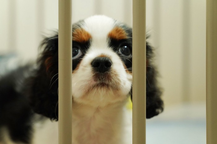 家族を待つ子犬