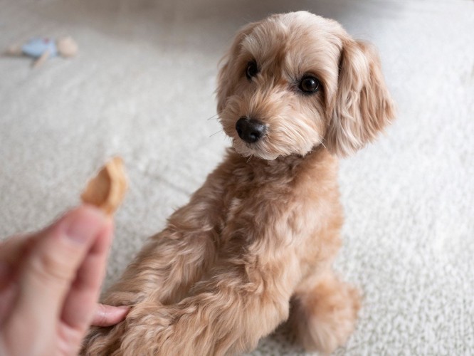 食べ物を見る犬