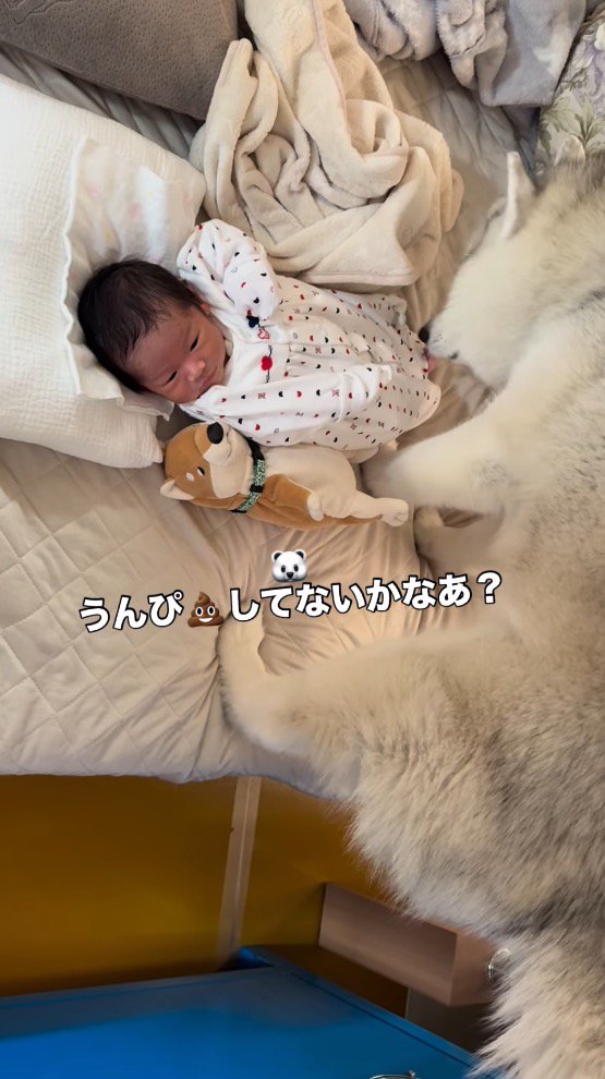 赤ちゃんのお尻に顔を近づける犬