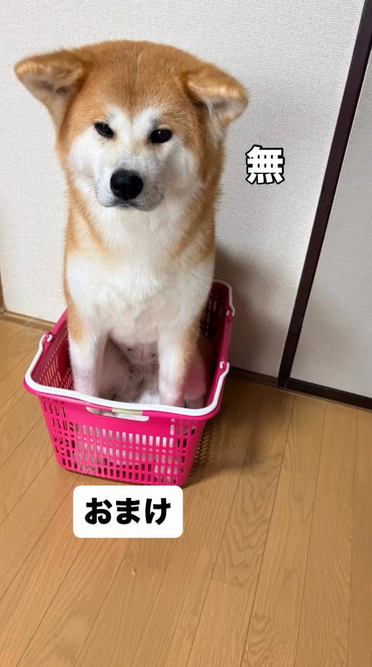 カゴの中に入って無表情になる犬