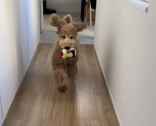 ボールを咥える犬
