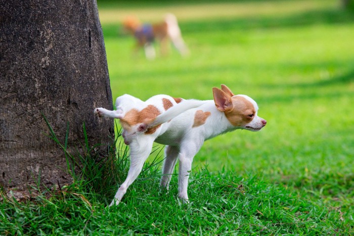 木の根元におしっこする犬