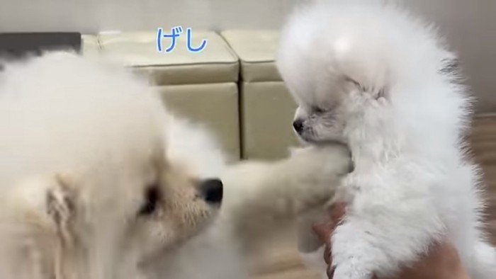 犬パンチをするころすけくん