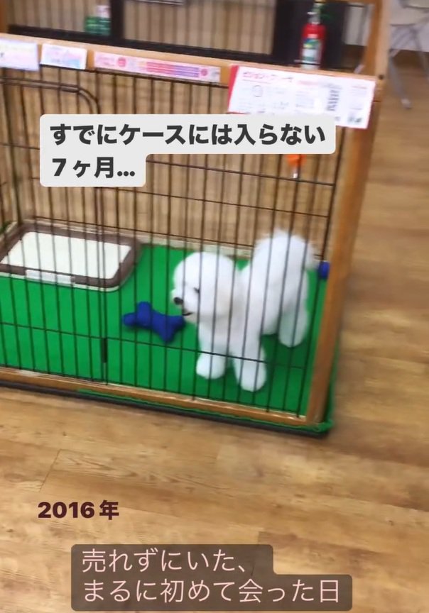 まるちゃんに初めて会った投稿者さん