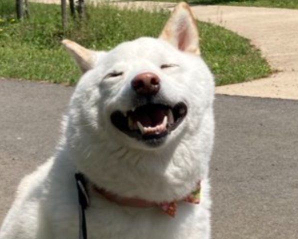 ニコニコ