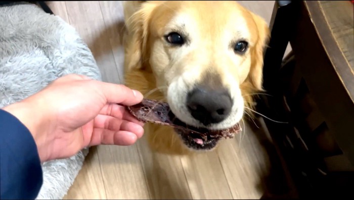 飼い主からおやつを貰う犬