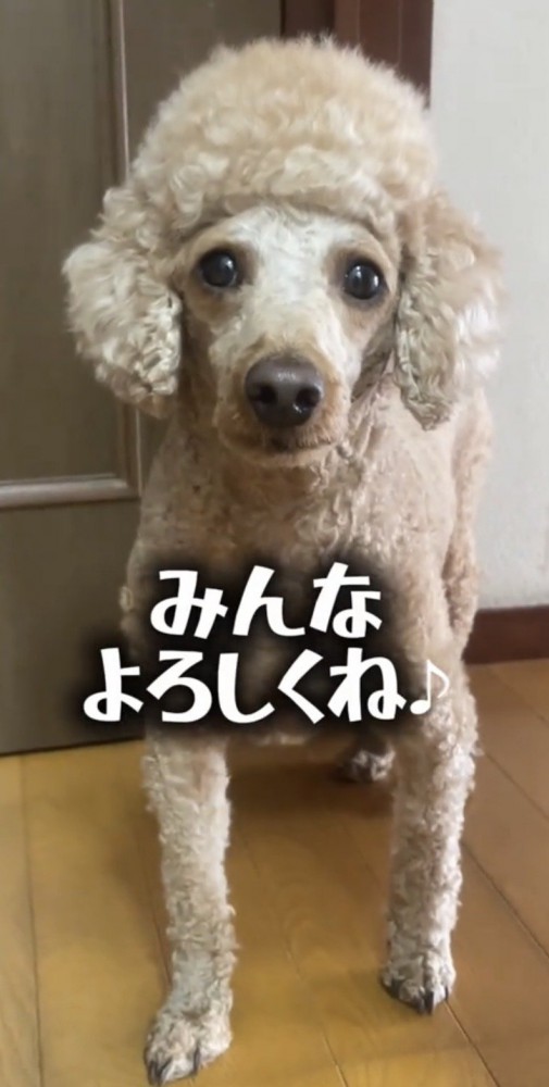 正面を向いて立つ犬