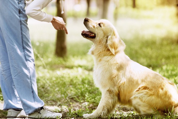 女性にしつけられて笑顔の大型犬