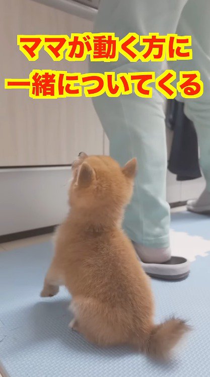 動く飼い主のあとをついていく子犬