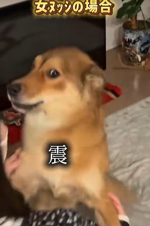 ラッキーくんの態度の違い9