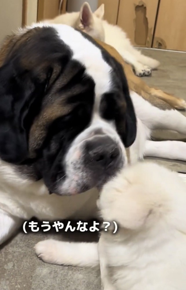 子犬と顔を寄せ合う大型犬