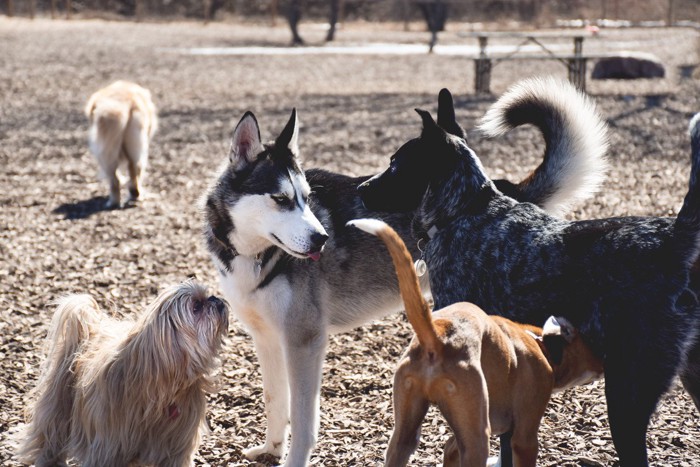 ドッグランの犬達