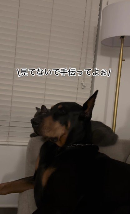 「見てないで助けて」