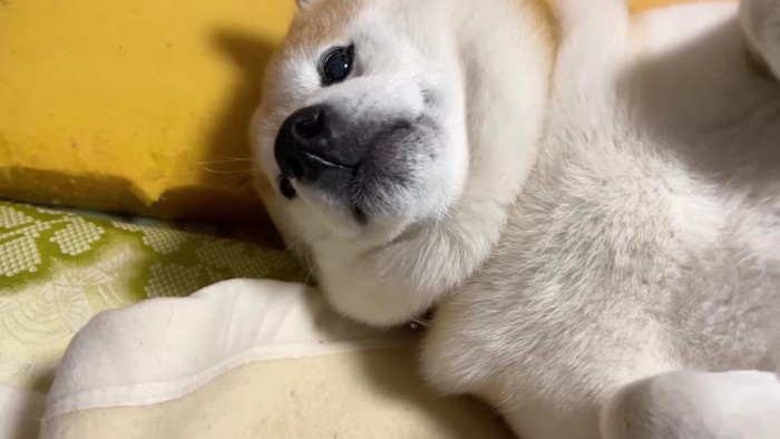 なでてもらえた♡