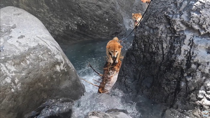 ナラちゃんとソラくんの沢登り4