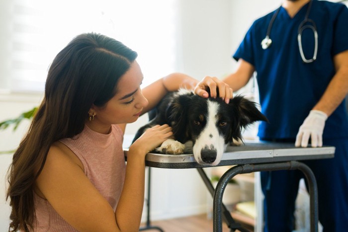 動物病院で診察を受ける犬と飼い主