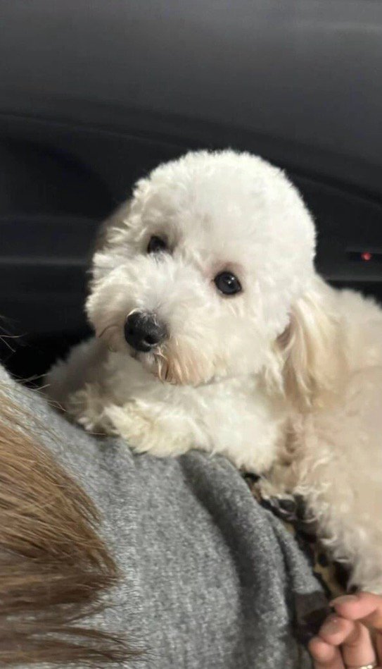 女性の腹の上に乗る犬