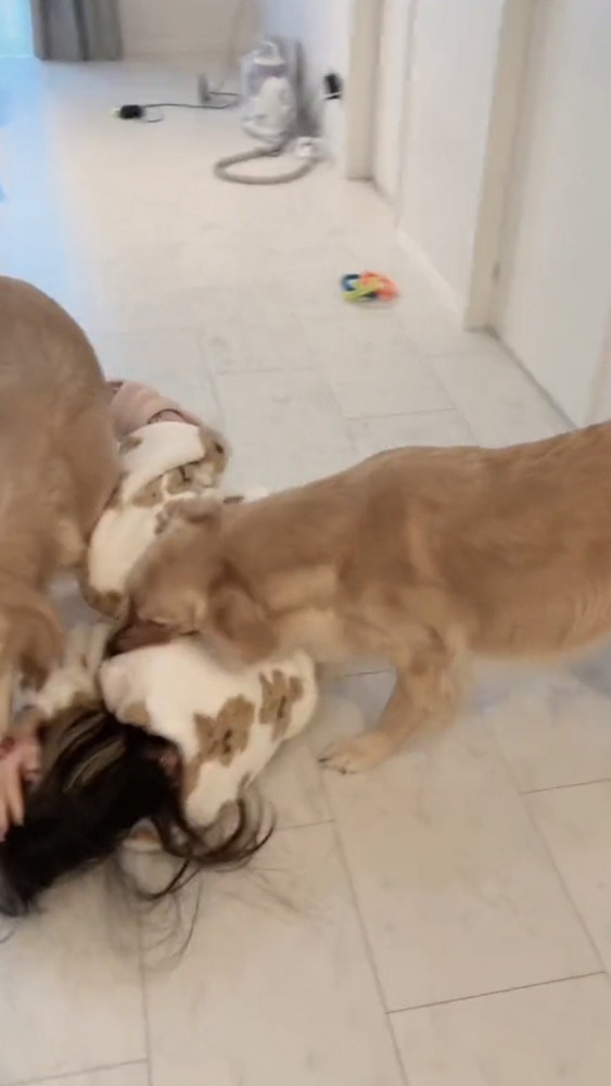 女性の顔に詰め寄るゴールデン2匹