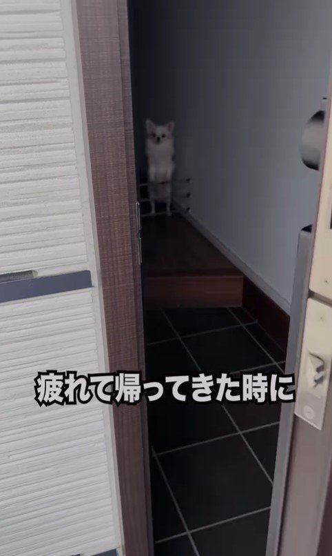 昭和のおじさんがワンコを飼ったら3