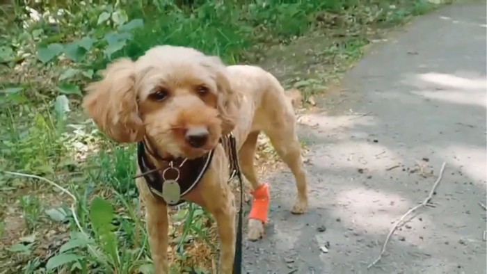 遠くを見る犬