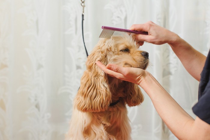 頭にコームを当てられる犬