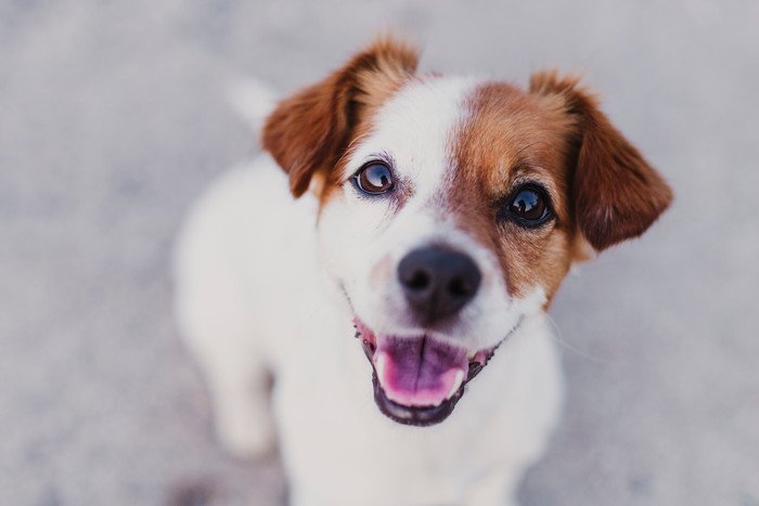 見上げる子犬