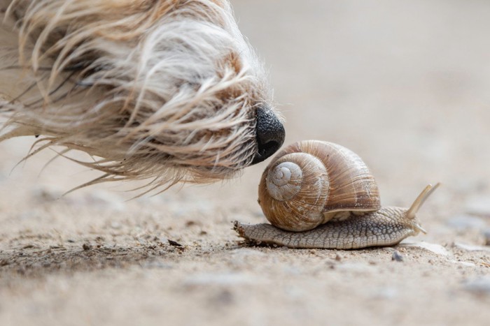 カタツムリのニオイを嗅ぐ犬の鼻先