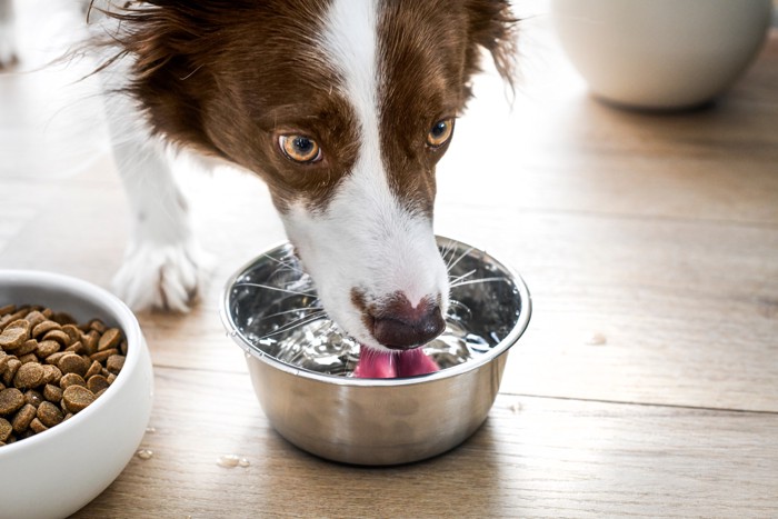 フードの隣に置かれた食器から水を飲んでいる犬